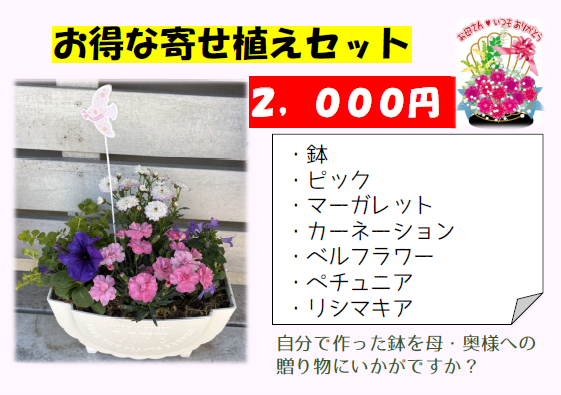 お得な寄せ植えセットの写真