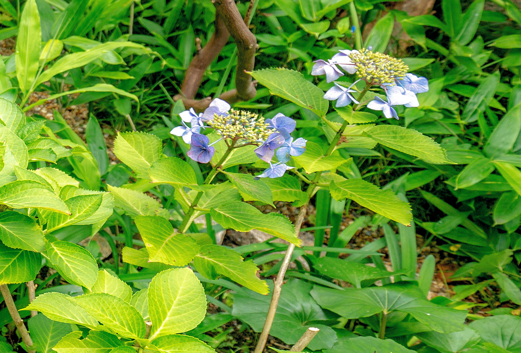 ＜梅雨＞の写真