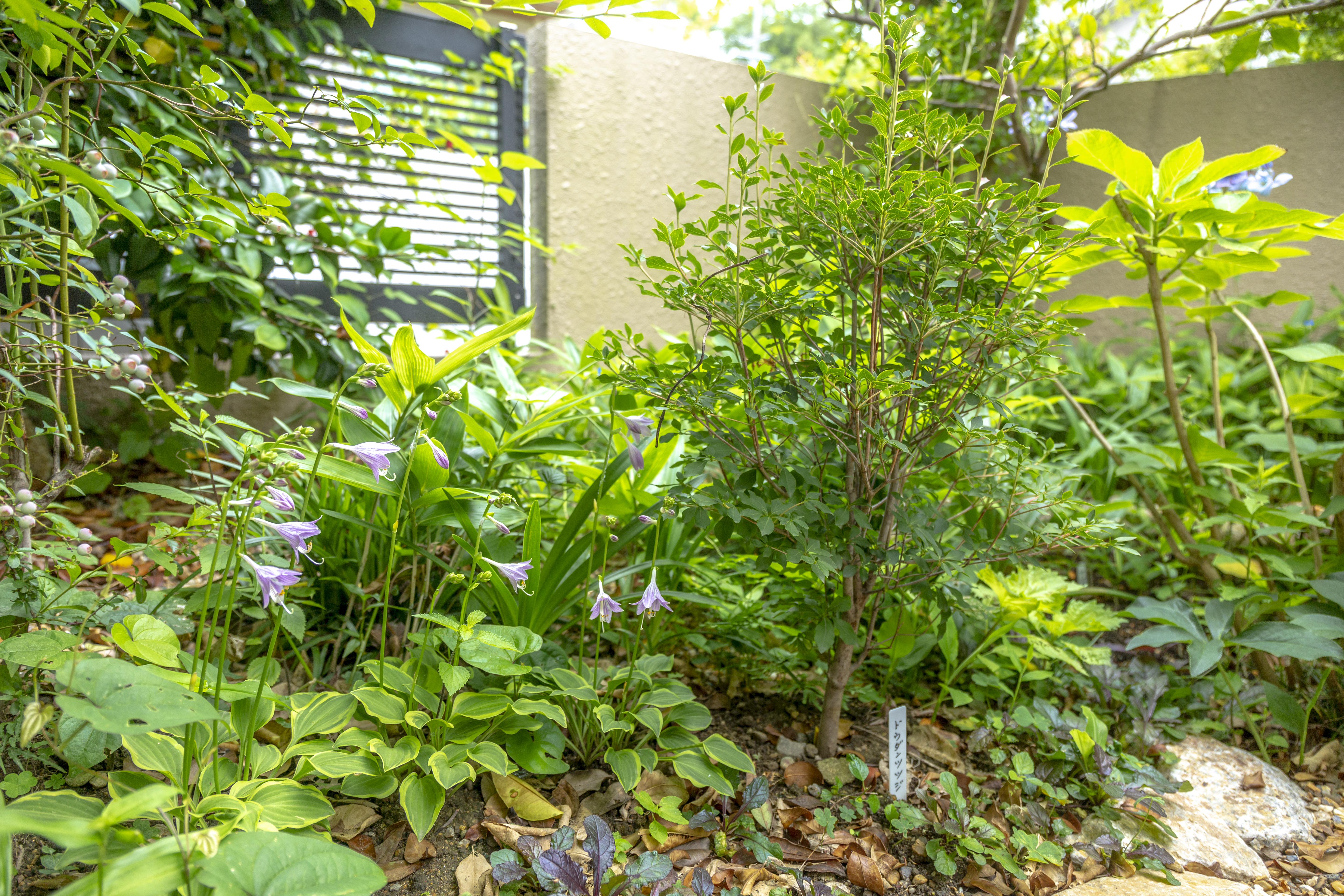 ＜初夏の風景＞の写真