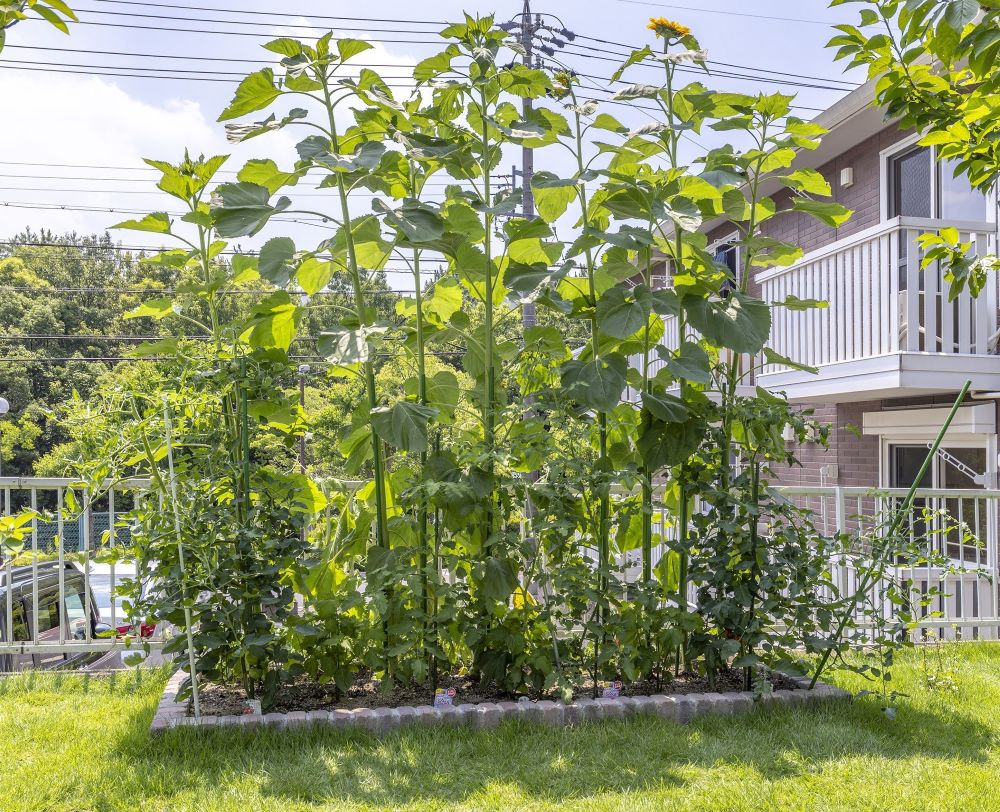 奥さま念願の花壇の写真