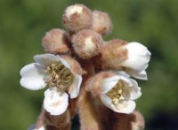 Ｑ．この花なーんだ？