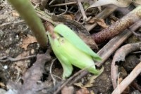 寒芍薬(かんしゃくやく)