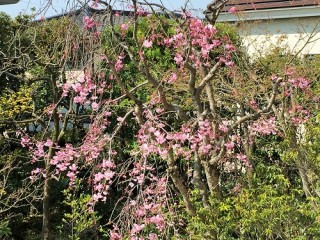 桜が見頃です(#^^#)