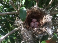 鳥の巣を見つけました！