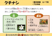 クチナシ