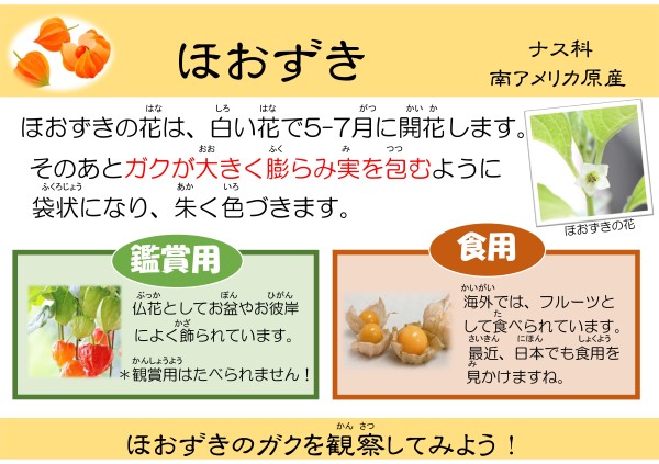 ほおずき