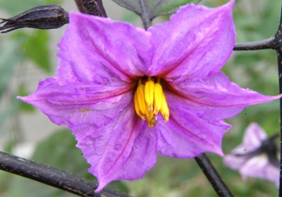 Q　なんの花でしょう？