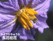 Q　なんの花でしょう？