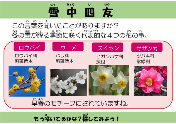 雪中四友