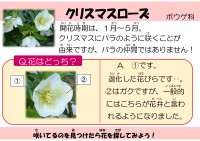 クリスマスローズ