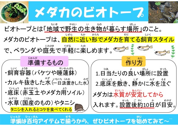 メダカのビオトープ