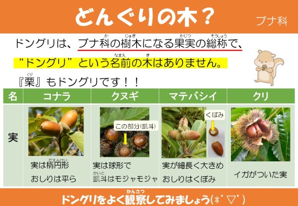 どんぐりの木？