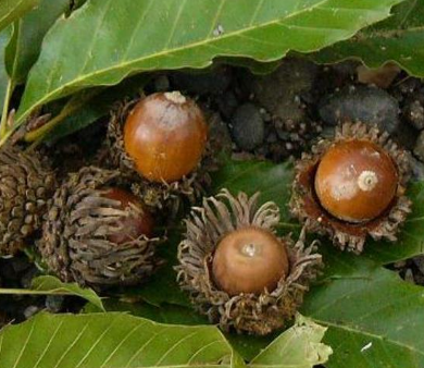 どんぐりの木？