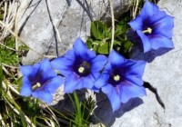 ９月１７日敬老の日はリンドウの花を贈ろう