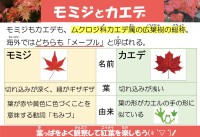 モミジとカエデ