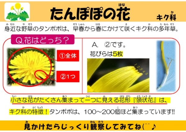 たんぽぽの花