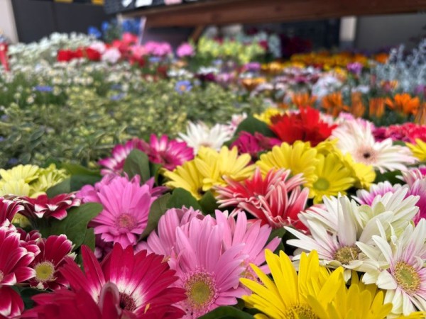 明日は春フェス