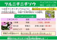 ツルニチニチソウ