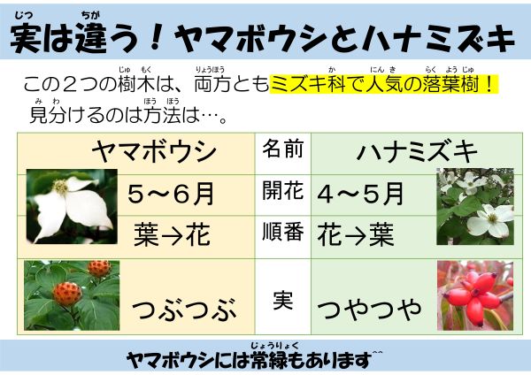 実は違う！ヤマボウシとハナミズキ