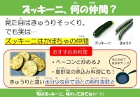 ズッキーニ、何の仲間？