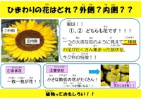 ひまわりの花はどれ？外側？内側？？