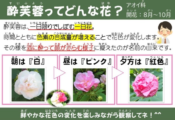 酔芙蓉（すいふよう）ってどんな花？