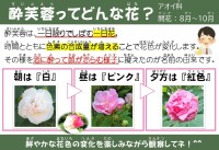 酔芙蓉(すいふよう)ってどんな花?