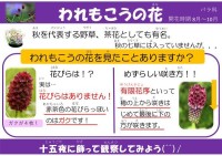 われもこうの花