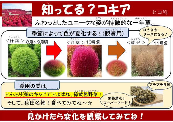 知ってる？コキア