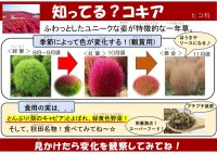 知ってる？コキア