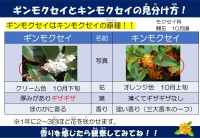 ギンモクセイとキンモクセイの見分け方