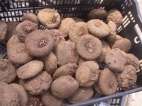 豚饅頭(ぶたまんじゅう)の花？