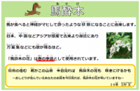 馬酔木(あせび)